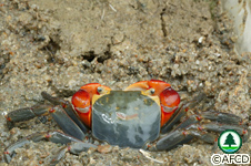 紅樹林蟹類